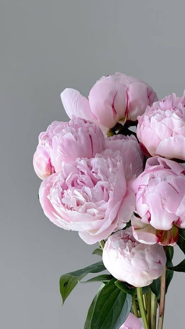 🌺Фестиваль пионов и ирисов пройдет в «Аптекарском огороде»
с 5 по 25 июня
В программе живые мастер-классы и лекции, постоянное обновление экспозиции.
📲Подпишитесь на Вдвижении
#фестивали | Сетка — социальная сеть от hh.ru