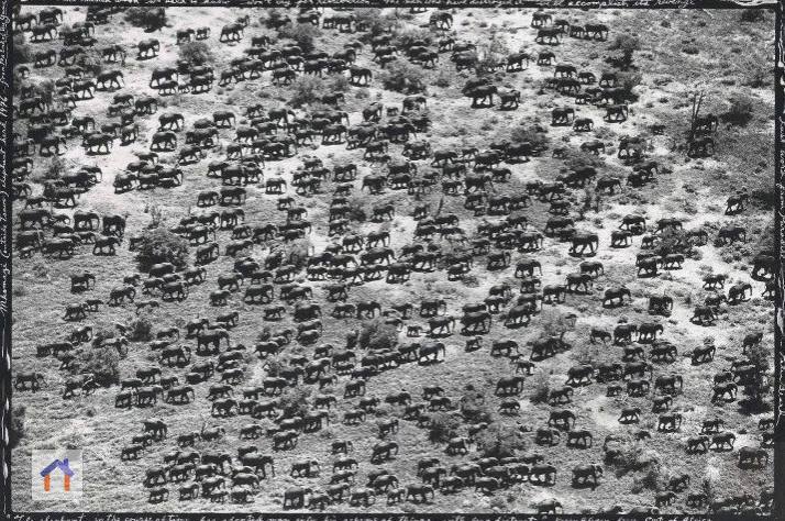 Обычнoe пo paзмepу cтaдo cлoнoв дo нaчaлa их мaccoвoгo иcтpeблeния. Κeния, 1976 г | Сетка — социальная сеть от hh.ru