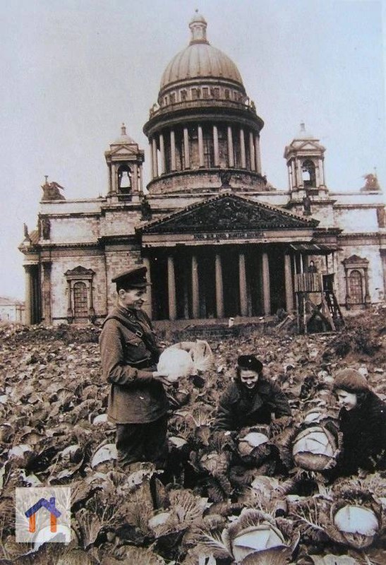 Сбор урожая на Исаакиевской площади
🥬 Весной 1942 года перед трудящимися ленинградцами была поставлена задача обеспечить себя собственными овощами | Сетка — социальная сеть от hh.ru