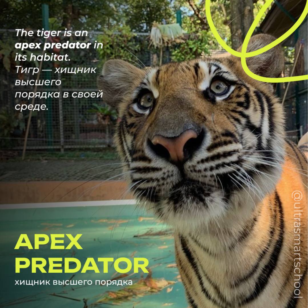 #словодня
🐯 apex predator /ˈeɪpeks ˈprɛdətər/

used to describe a predator at the top of the food chain, with no natural enemies

The tiger is an apex predator in its habitat | Сетка — социальная сеть от hh.ru