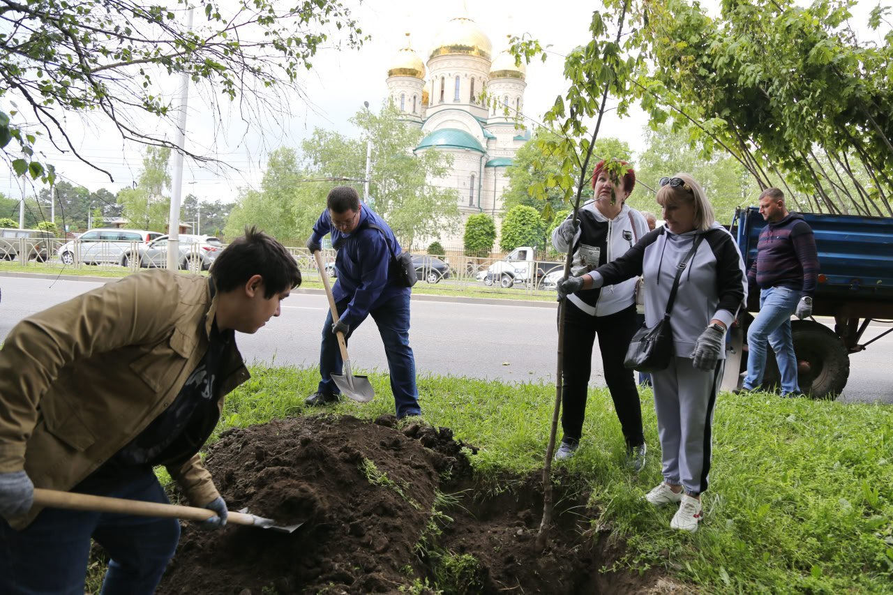 🌳В Ставрополе высадили новые деревья
На проспекте Кулакова по обеим сторонам от улицы Ленина и в районе пересечения с улицей Коломийцева появились 63 остролистных клена и 10 елей | Сетка — социальная сеть от hh.ru