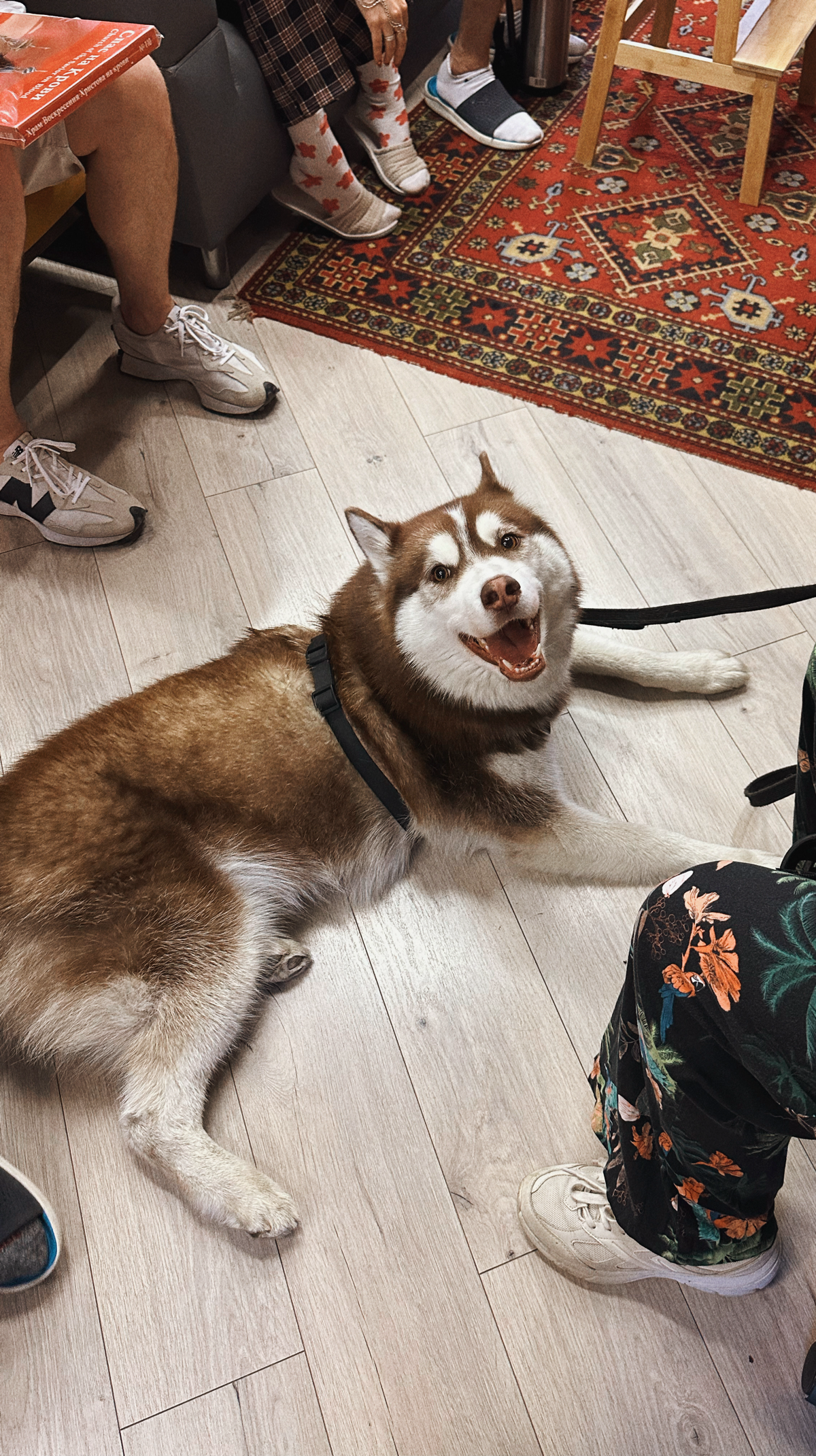 В пятницу в офисе была dog-friendly вечеринка. Все мое внимание было сфокусировано на этом красавчике 🐕
#офиснаяжизнь | Сетка — социальная сеть от hh.ru