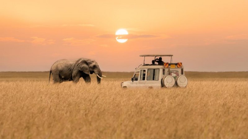 Inside The World’s Most Expensive Widlife Safari
A lone African elephant walks across the savanna as the blurred foreground captures tall grasses and a parked tourist vehicle watching the sunset at Ma... | Сетка — социальная сеть от hh.ru