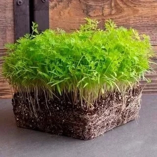 ПРИВЕТ, ДРУЗЬЯ! 👋  
Сегодня обсуждаем МИКРОЗЕЛЕНЬ МОРКОВИ от LadyMari! 🥕  
🌱 История: А вы знали, что морковь впервые обнаружили аж в Афганистане? Вот это поворот! 🤯  
🥕 Выращивание: LadyMari выращива... | Сетка — социальная сеть от hh.ru