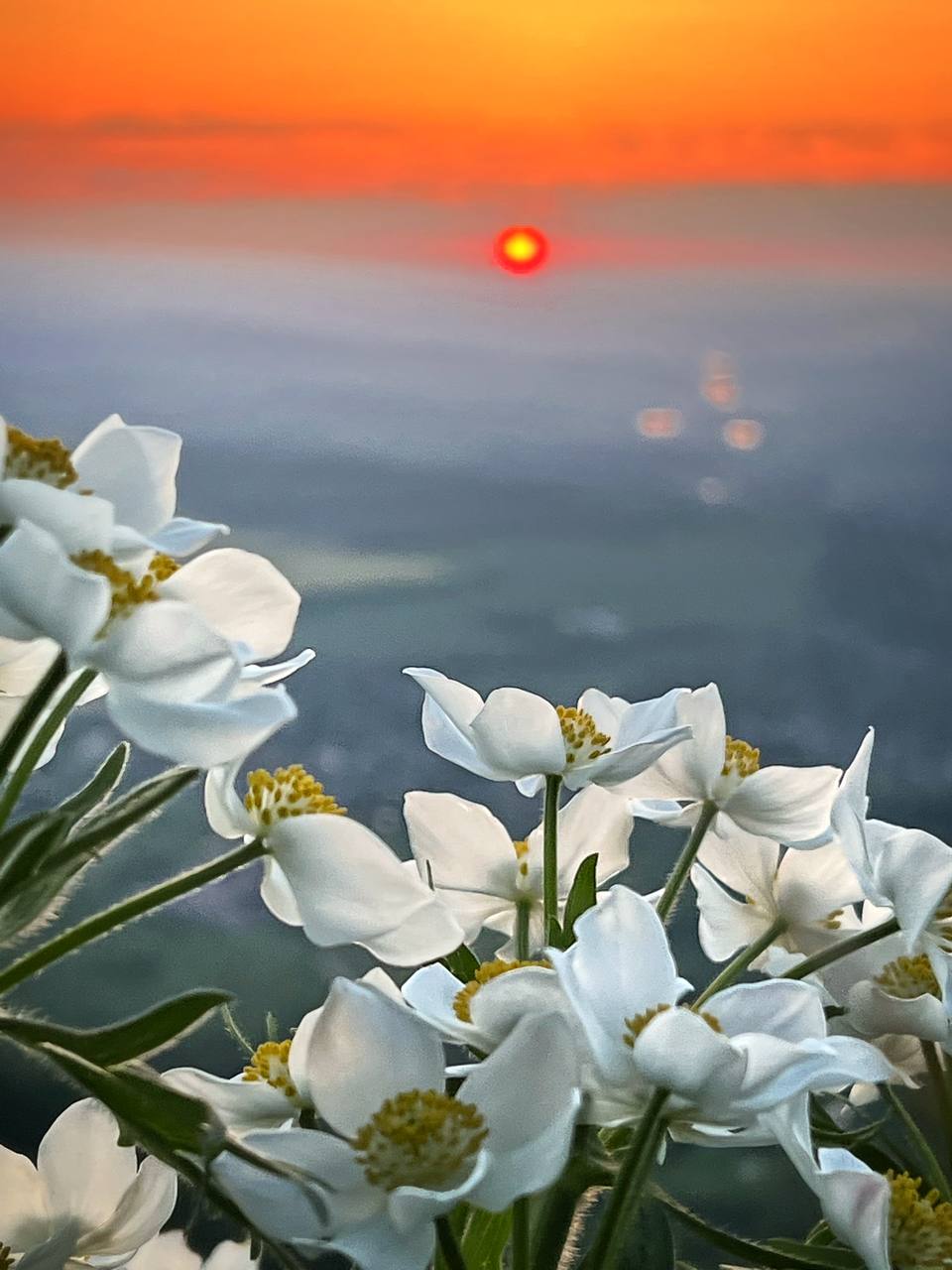 🌸Ветреница нарциссоцветковая в закатных лучах уходящего дня.
📸 Артём Мелетов | Сетка — социальная сеть от hh.ru