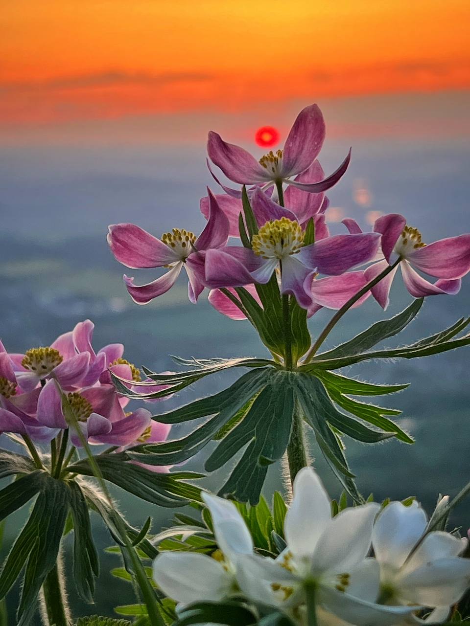 🌸Ветреница нарциссоцветковая в закатных лучах уходящего дня.
📸 Артём Мелетов | Сетка — социальная сеть от hh.ru