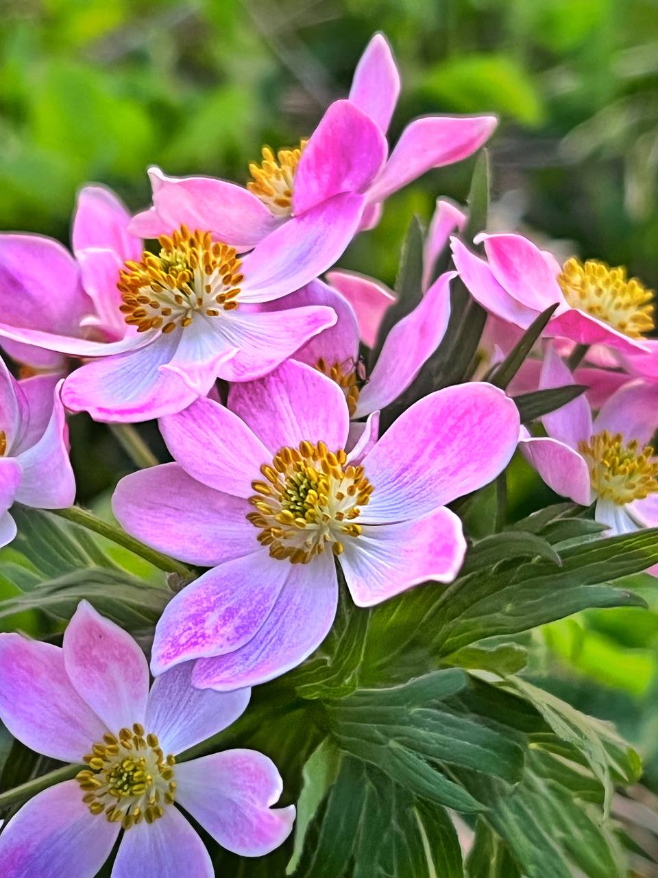 🌸Ветреница нарциссоцветковая в закатных лучах уходящего дня.
📸 Артём Мелетов | Сетка — социальная сеть от hh.ru