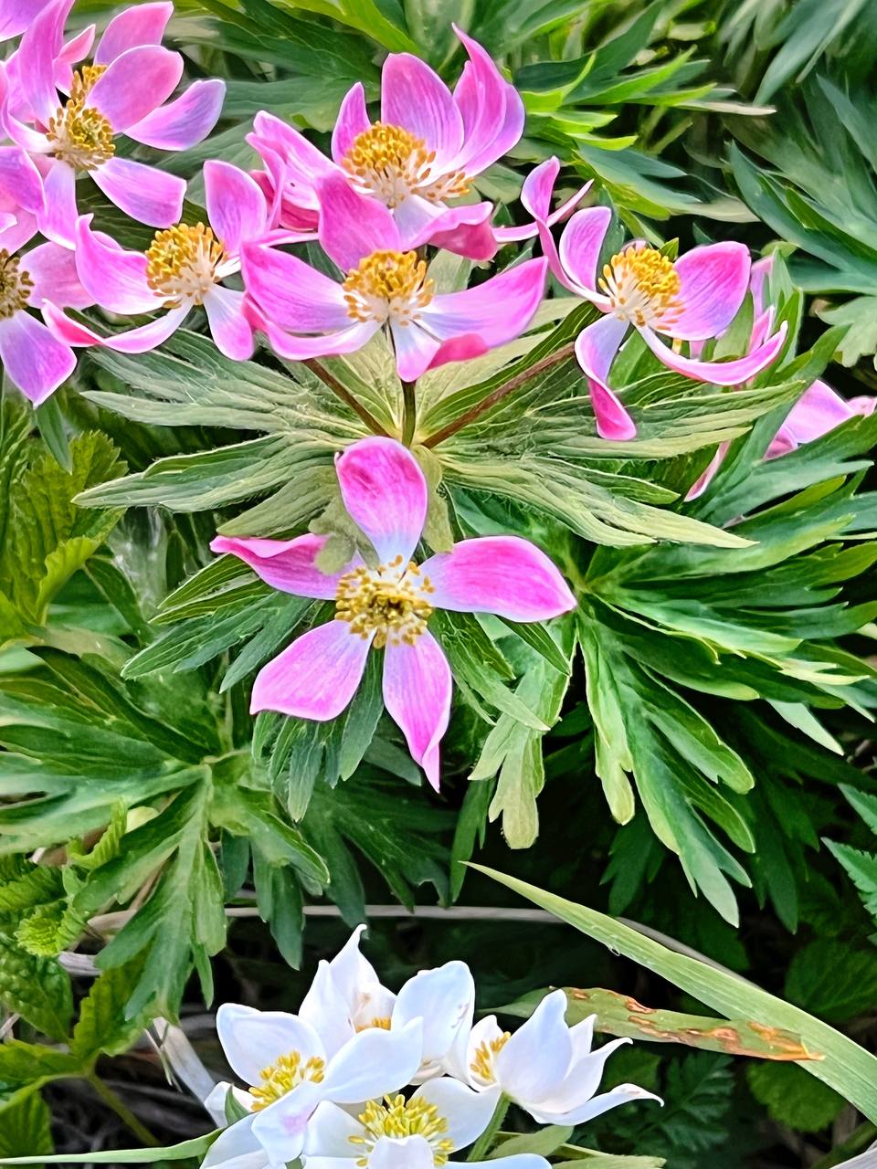 🌸Ветреница нарциссоцветковая в закатных лучах уходящего дня.
📸 Артём Мелетов | Сетка — социальная сеть от hh.ru