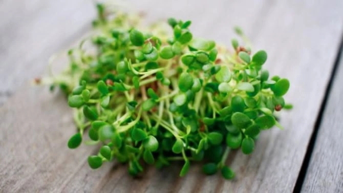 🌱👋 ПРИВЕТ, ДРУЗЬЯ! 🌱  
Сегодня наша Сити-Ферма от MicroGreens from LadyMari поделится секретами выращивания микрозелени клевера! 🍀  
Как вырастить клевер дома? 🤔  
Всё просто: нужен качественный субст... | Сетка — социальная сеть от hh.ru