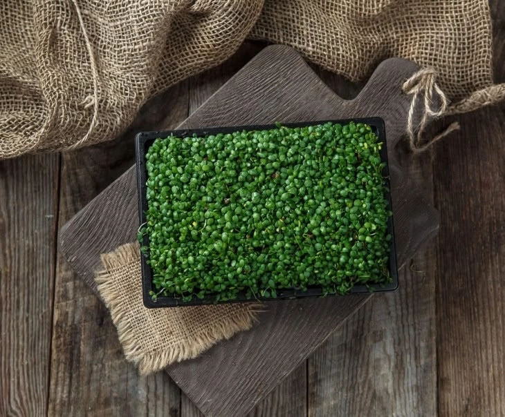 🌱👋 ПРИВЕТ, ДРУЗЬЯ! 🌱  
Сегодня наша Сити-Ферма от MicroGreens from LadyMari поделится секретами выращивания микрозелени клевера! 🍀  
Как вырастить клевер дома? 🤔  
Всё просто: нужен качественный субст... | Сетка — социальная сеть от hh.ru