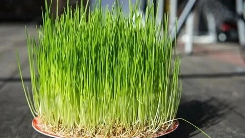🌱 ВСЕМ ПРИВЕТ ОТ MicroGreens from LadyMari! 🌱  
Сегодня раскроем секреты выращивания микрозелени овса!🌾  
❓ Знаете ли вы, что микрозелень овса впервые начали выращивать в Китае? 🇨🇳  
Как вырастить иде... | Сетка — социальная сеть от hh.ru