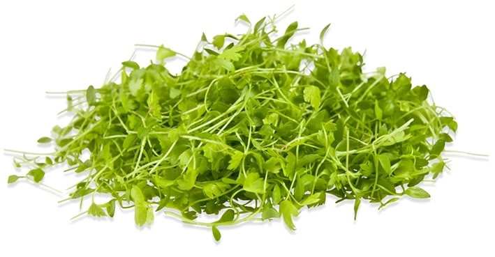 ПРИВЕТ, ДРУЗЬЯ! 👋  
Сегодня Сити Ферма MicroGreens from LadyMari делится секретами выращивания микрозелени Сельдерея! 🌱  
Вы знали, что сельдерей окультурили еще древние греки и римляне? 😮 Правда, тог... | Сетка — социальная сеть от hh.ru