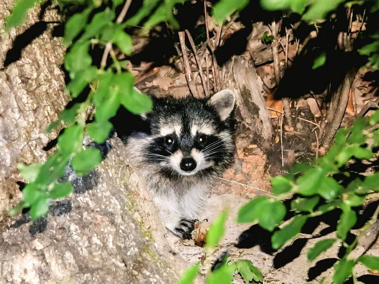🦝В парке станицы Ессентукской поселился дружелюбный енот
Зверь довольно контактный и даже позволяет местным жителям кормить себя лакомствами | Сетка — социальная сеть от hh.ru