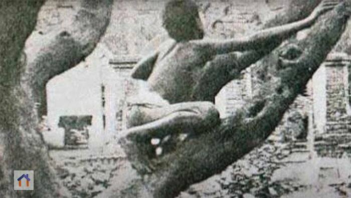 Дина Саничар — реальный Маугли, воспитанный волками и найденный в 1872 г. в джунглях Индии | Сетка — социальная сеть от hh.ru