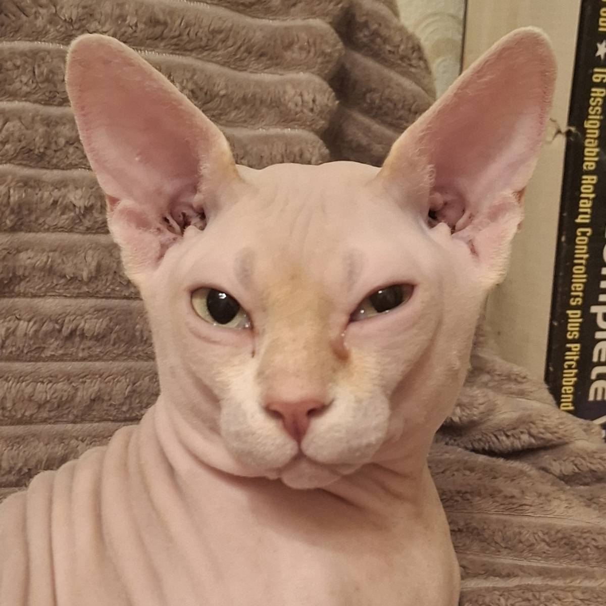 Михаил Гаспарян