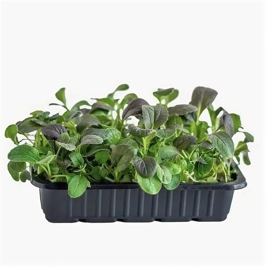 ПРИВЕТ, ДРУЗЬЯ! 👋  
Сегодня Сити Фирма от MicroGreens from LadyMari раскроет секреты выращивания микрозелени Пак-чой! 🌱  
Как мы это делаем? Все просто: отборные семена, немного заботы и много любви! ... | Сетка — социальная сеть от hh.ru