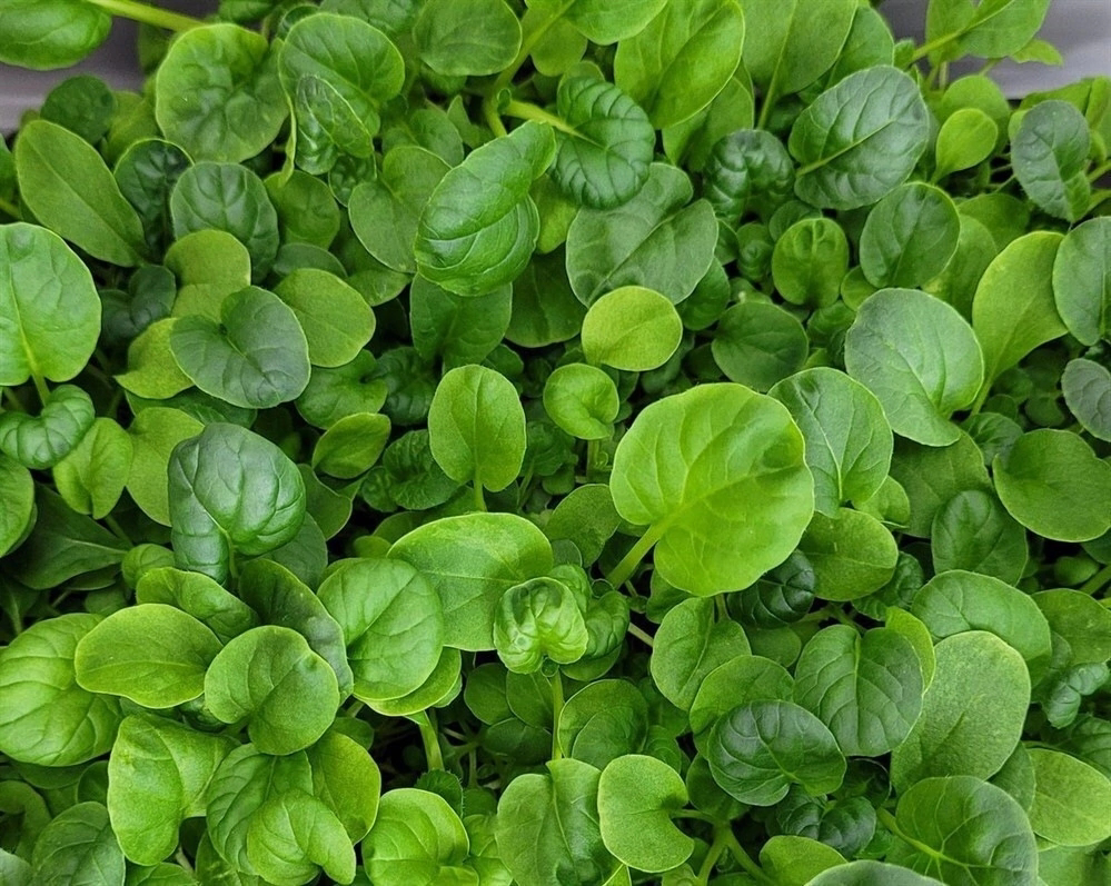 ПРИВЕТ, ДРУЗЬЯ! 👋  
Сегодня Сити Фирма от MicroGreens from LadyMari расскажет вам о выращивании Тат-сой микрозелени! 🌱  
🤔 Чем же она так полезна?  
Для мужской силы: Тат-сой содержит вещества, поддер... | Сетка — социальная сеть от hh.ru