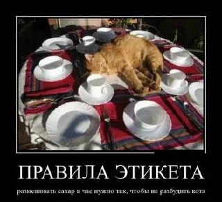 В каждой шутке
только доля шутки, остальное правда
Котик-тренер по столовому этикету подтверждает 🐈
🐱зверя звоном по фарфору не тревожим,
🐱сахар размешиваем по траектории 12/18,
🐱если этим утром у вас... | Сетка — социальная сеть от hh.ru