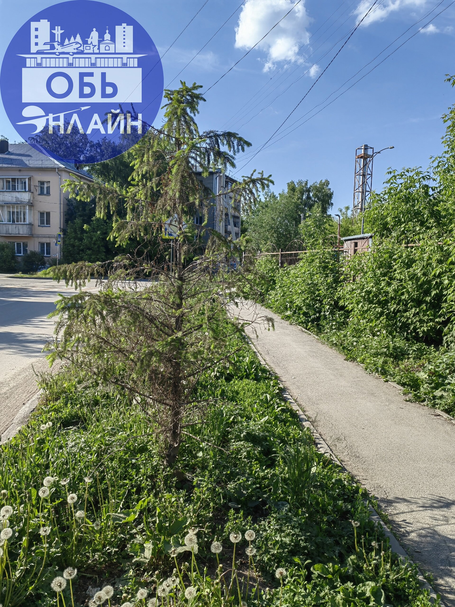 ↗ Много лет эта елочка,
возле поворота к рынку Калининскому на Пролетарской,
не подавала признаков жизни.
Она потеряла почти всю хвою, болела, её никто не поливал | Сетка — социальная сеть от hh.ru