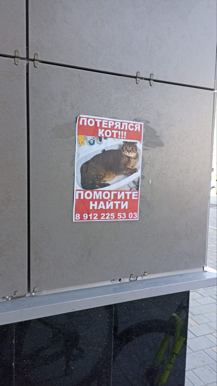 Пятничные новости, которые мы заслужили.
Вчера у наших соседей потерялся кот. Всех подняли на уши во всех чатах, везде расклеили объявления (фото 1), вызвали полицию, Лизу Алерт и доктора Ватсона | Сетка — социальная сеть от hh.ru