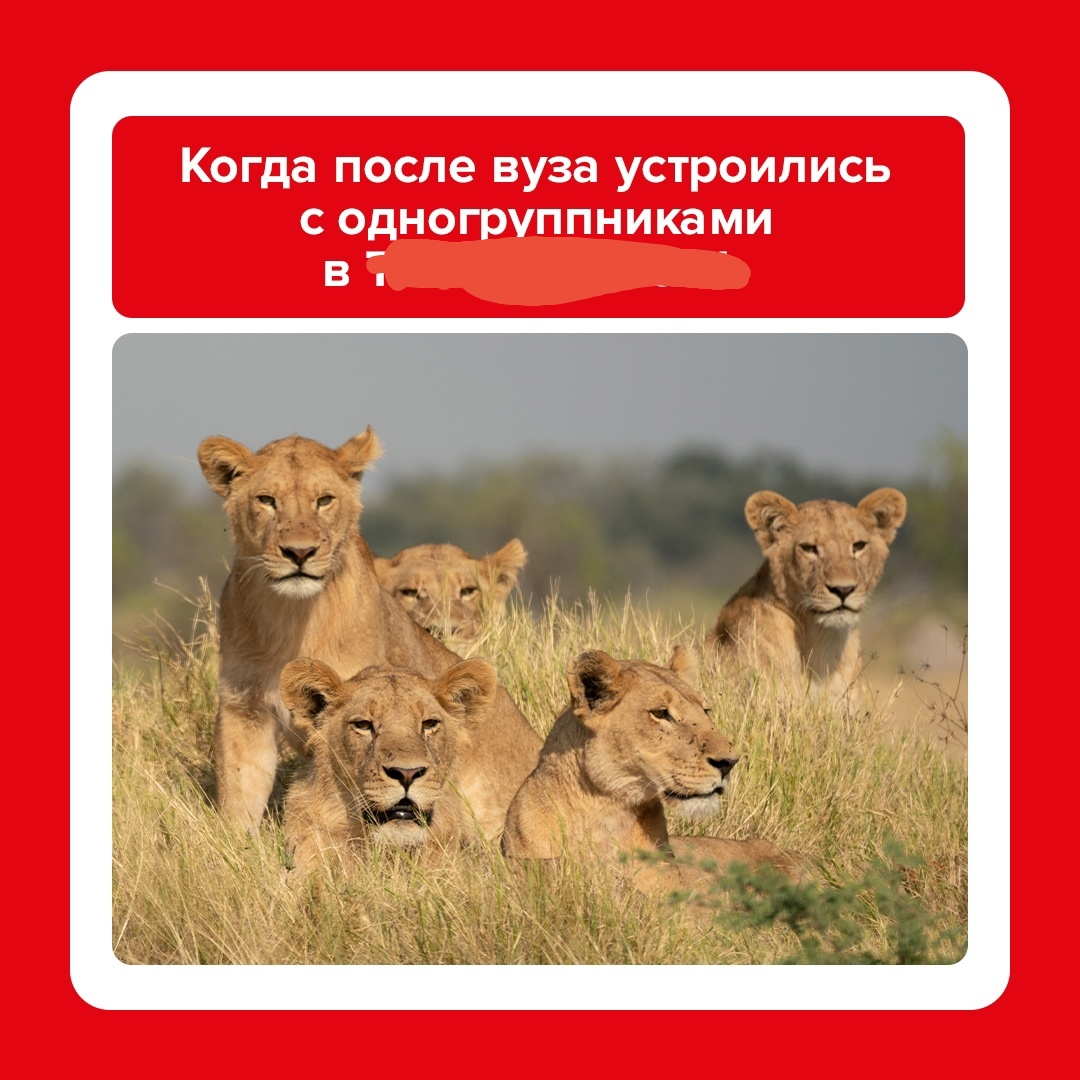 Про мемы и их использование | Сетка — социальная сеть от hh.ru