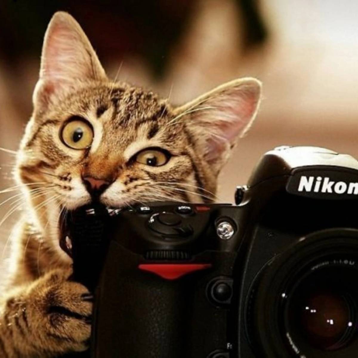 Николай Рахматулин | Сетка — социальная сеть от hh.ru