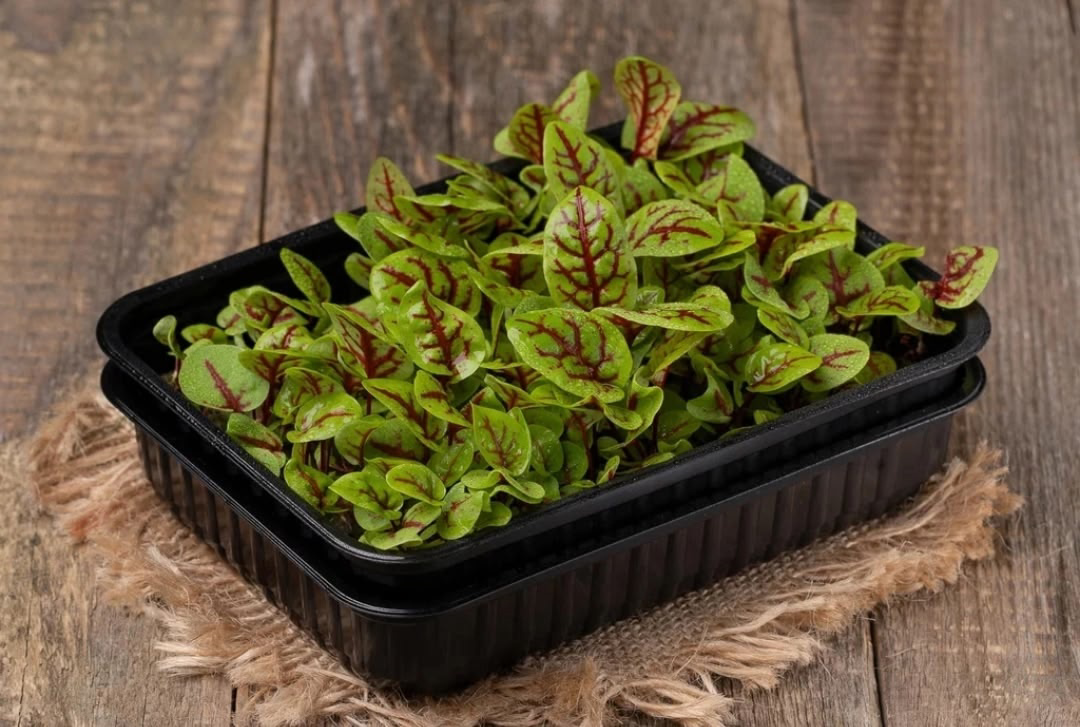 MicroGreens from LadyMari 🌺 – ВПУСТИТЕ СВЕЖЕСТЬ И ПОЛЬЗУ В | Сетка — социальная сеть от hh.ru
