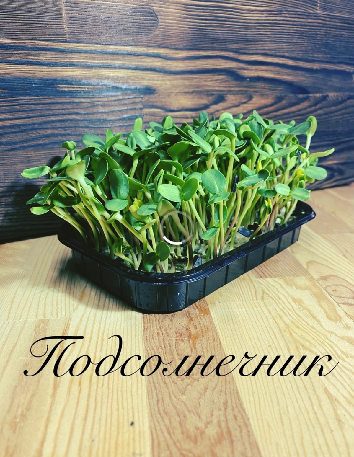 MicroGreens from LadyMari 🌺 – ВПУСТИТЕ СВЕЖЕСТЬ И ПОЛЬЗУ В | Сетка — социальная сеть от hh.ru