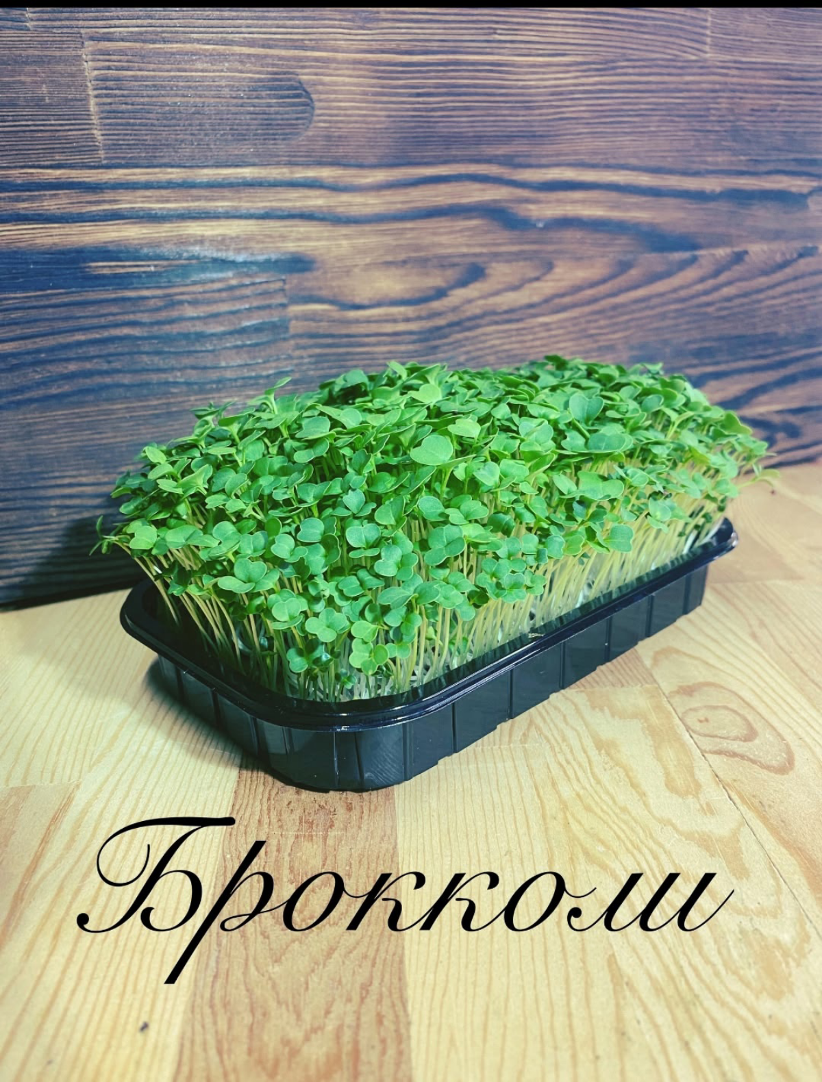 MicroGreens from LadyMari 🌺 – ВПУСТИТЕ СВЕЖЕСТЬ И ПОЛЬЗУ В | Сетка — социальная сеть от hh.ru