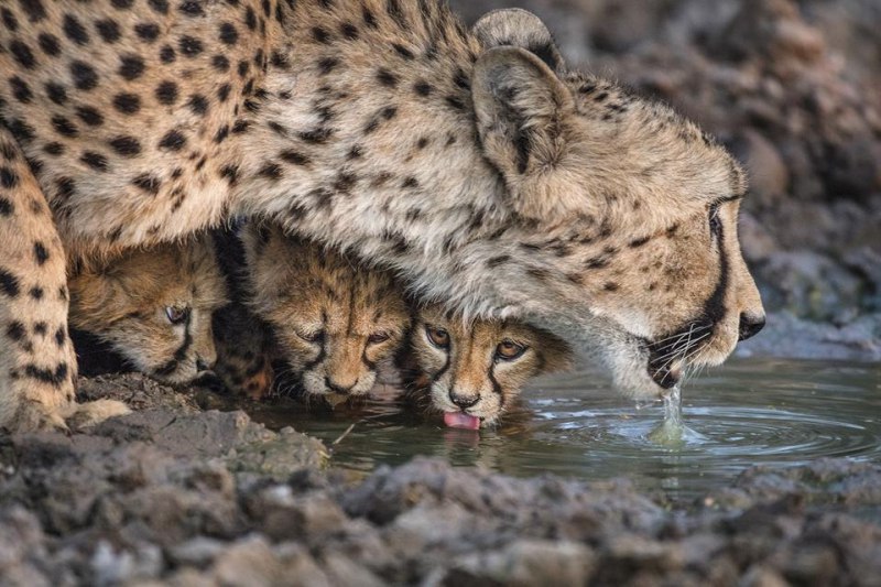 16 Iconic Wild Animals Photos Celebrating Remembering Wildlife
Remembering Cheetahs
To celebrate its 10th year anniversary, Remembering Wildlife — the book series that through wild animals photography... | Сетка — социальная сеть от hh.ru