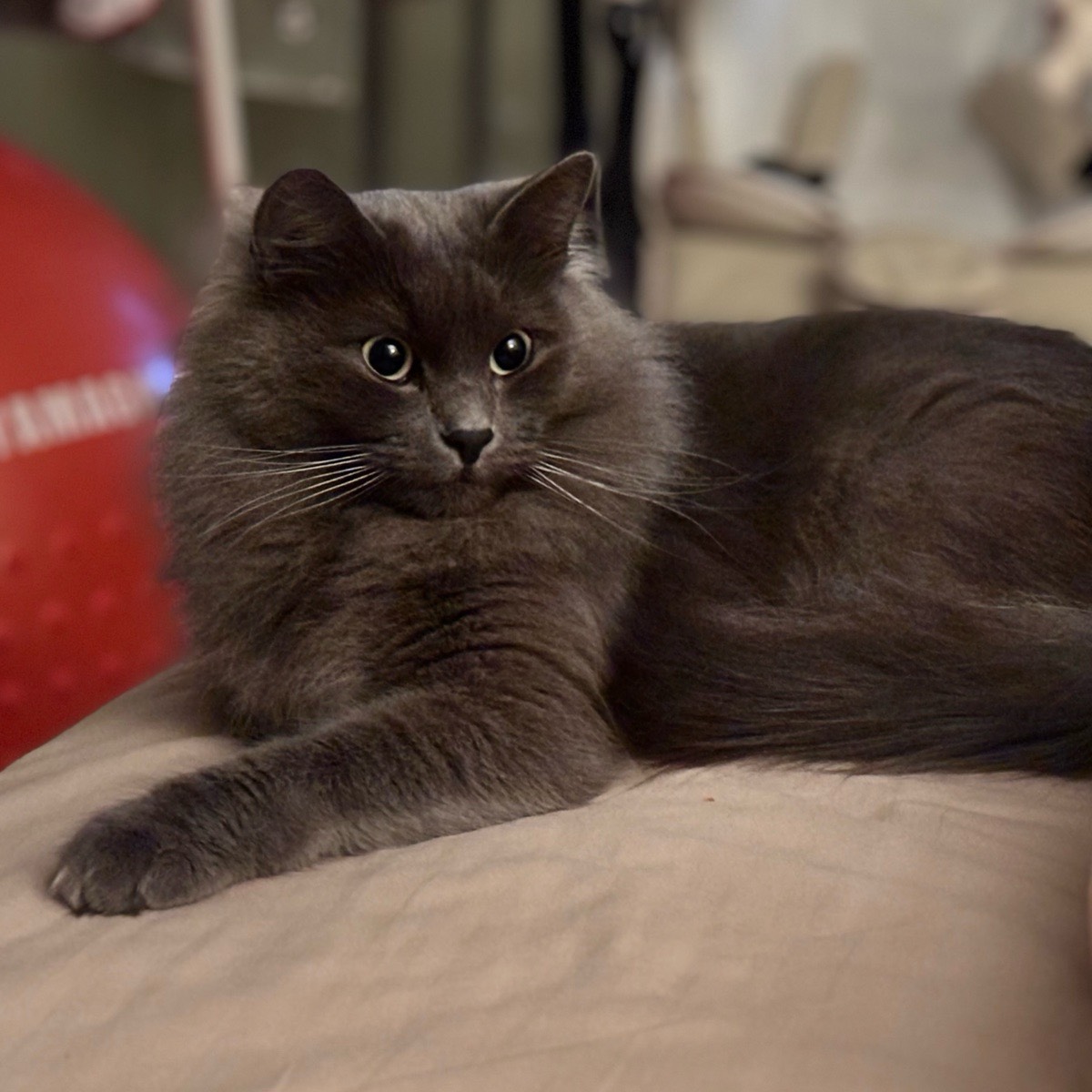 Руслан Копеин