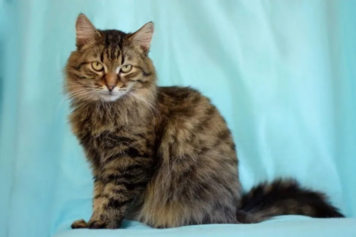 Знаете ли Вы, что сегодня ..  
#ДЕНЬКОШЕК !  
Говорят, что кошатники - индивидуалисты и эгоисты.  
Говорят, что собачник - коллективисты | Сетка — социальная сеть от hh.ru