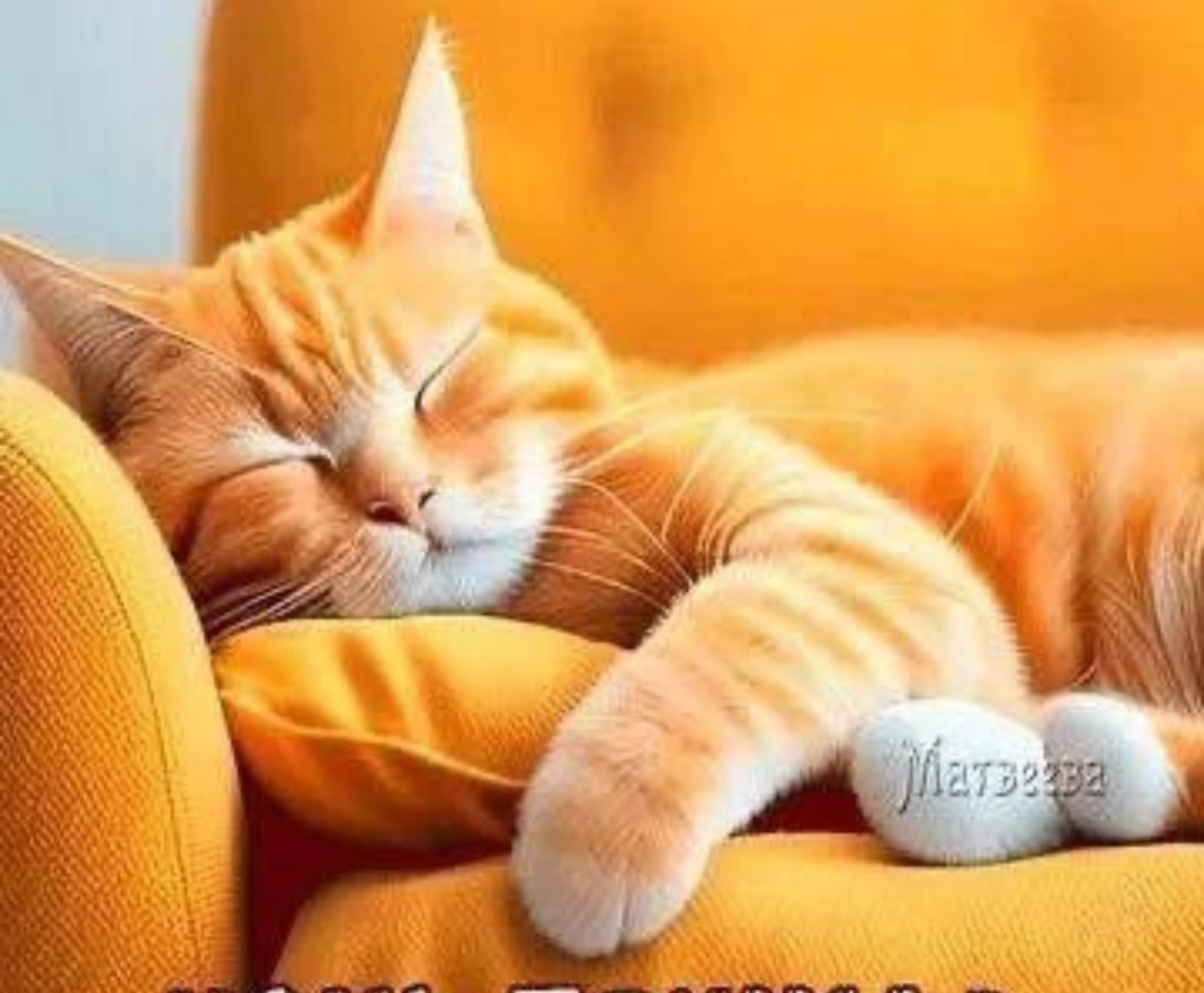 Знаете ли Вы, что сегодня ..  
#ДЕНЬКОШЕК !  
Говорят, что кошатники - индивидуалисты и эгоисты.  
Говорят, что собачник - коллективисты | Сетка — социальная сеть от hh.ru