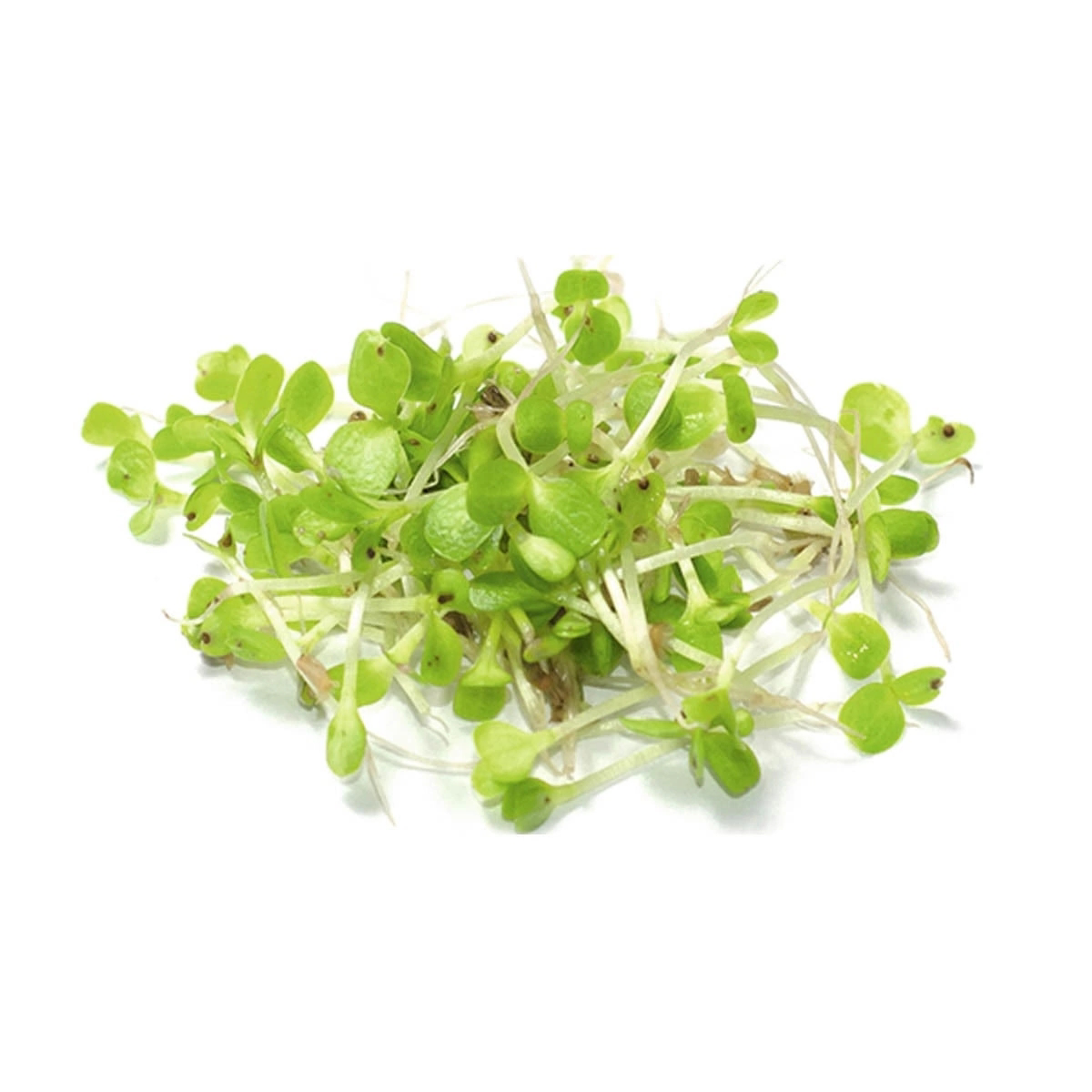 ПРИВЕТ, МОИ ДОРОГИЕ ПОДПИСЧИКИ! С ВАМИ СНОВА LadyMari 🌺  
Сегодня такой солнечный день! ☀️ И я хочу рассказать вам про микрозелень с красивым названием – Эндивий | Сетка — социальная сеть от hh.ru