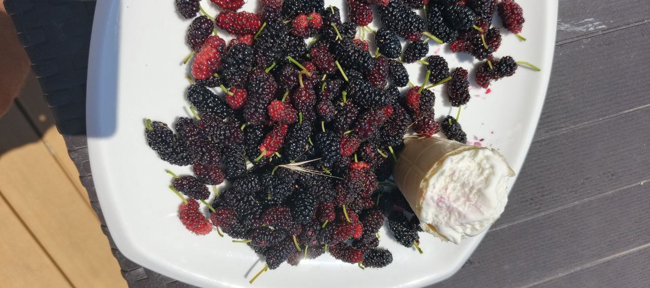 Тутовник, шелковица, тютина, тута — сюда🍒
Очень интересная ягодка, которую я впервые попробовал буквально на днях
И всё благодаря сторис: сначала одной подруги, потом другой, потом местных — все жрут ... | Сетка — социальная сеть от hh.ru