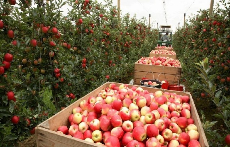 Ставропольский край выходит на новый уровень в садоводстве 🍎
Россия планирует достичь полной самообеспеченности яблоками к 2028 году. Эту задачу обсудили на международной выставке «Сады России 2025» | Сетка — социальная сеть от hh.ru