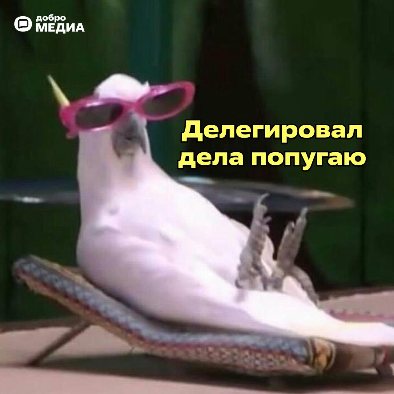 🌴 Впереди 4 дня выходных. В разгаре пора отпусков.
Самое время задуматься над тем, какую аватарку вы поставите, чтобы вас не беспокоили.
Ловите коллекцию от Добро | Сетка — социальная сеть от hh.ru