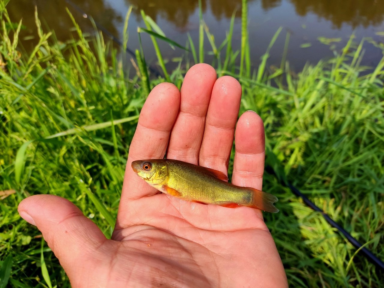 Приехав с щучьего водоёма на дачу, решил проверить местный водоём.
Подъем в 07.00, беру матч в надежде половить карасей.
Клев как с пулемёта, на червя, на опарыша | Сетка — социальная сеть от hh.ru