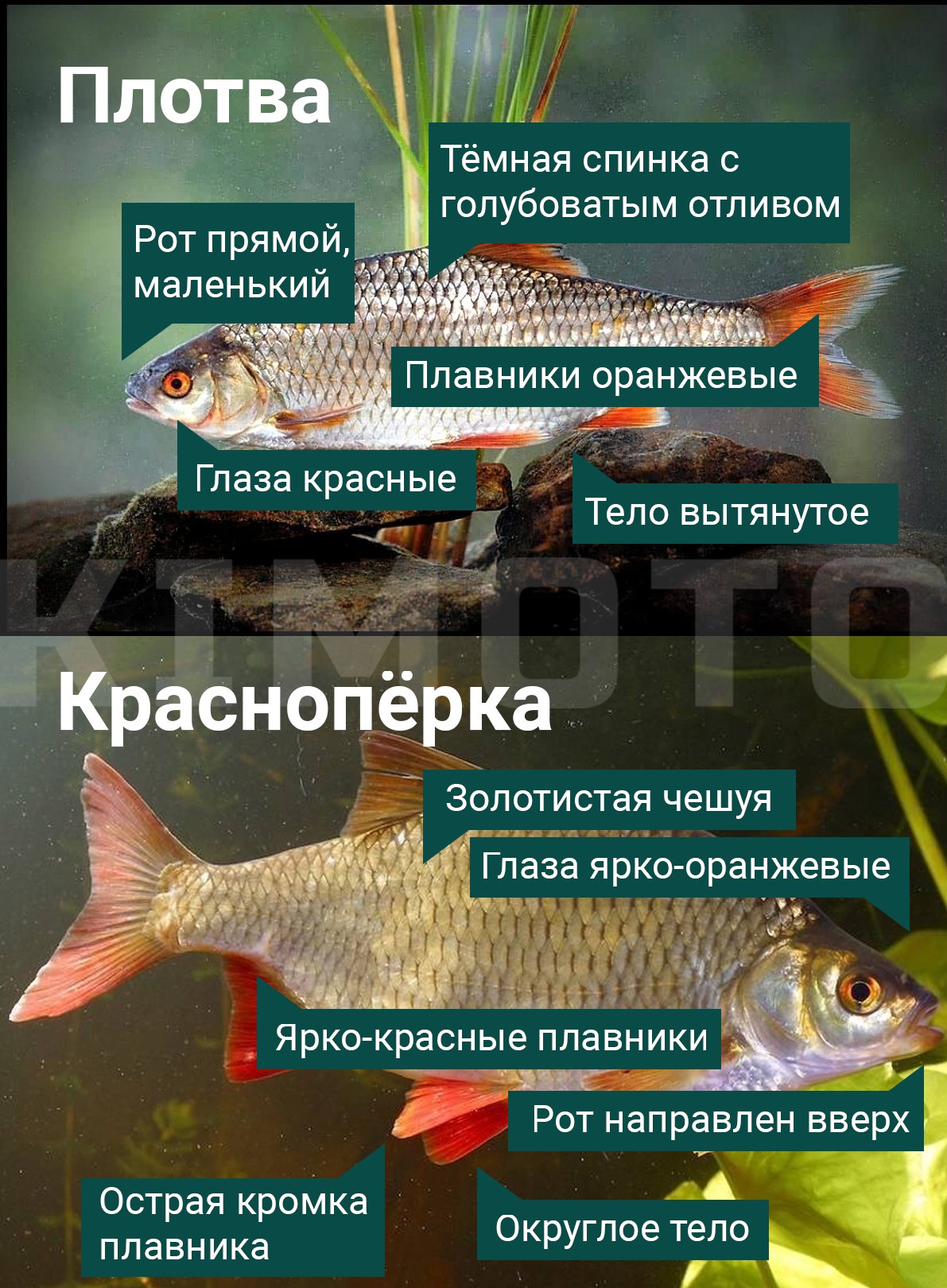 Ещё одна пара рыб, которых частенько путают (особенно новички): плотва и краснопёрка.
Продолжаем разбирать отличия (см. картинку).
Кстати, а насколько сильно они различаются по поведению? | Сетка — социальная сеть от hh.ru