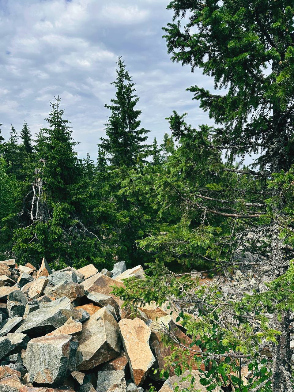🌲🌲🌲 | Сетка — социальная сеть от hh.ru