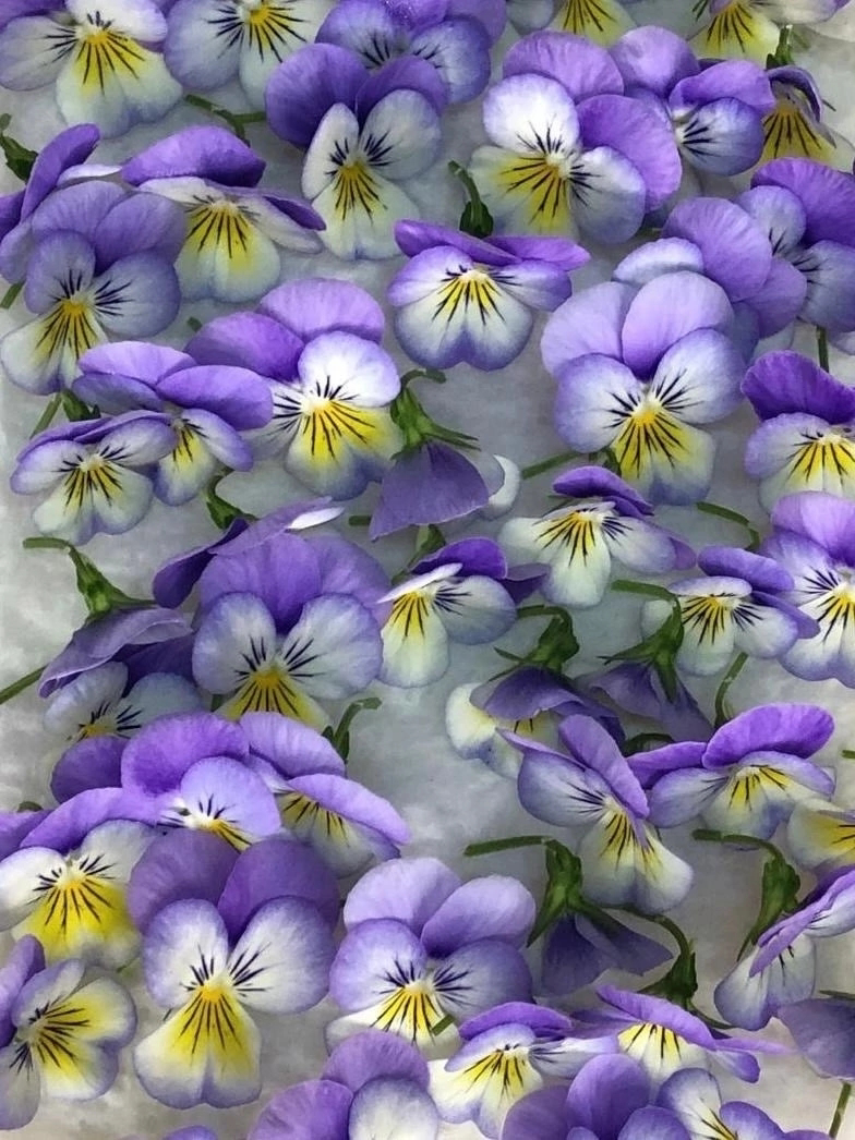 🌸 ПРИВЕТ, ДОРОГИЕ ДРУЗЬЯ! 🌼
Сегодня замечательный день, и я хочу поговорить с вами о съедобных цветах — фиалках! 💜 Эти маленькие красавицы не только радуют глаз, но и полезны для нашего здоровья | Сетка — социальная сеть от hh.ru