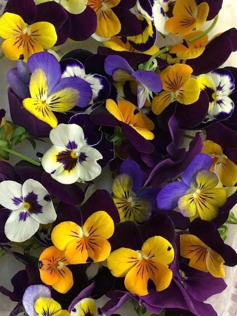 🌸 ПРИВЕТ, ДОРОГИЕ ДРУЗЬЯ! 🌼
Сегодня замечательный день, и я хочу поговорить с вами о съедобных цветах — фиалках! 💜 Эти маленькие красавицы не только радуют глаз, но и полезны для нашего здоровья | Сетка — социальная сеть от hh.ru