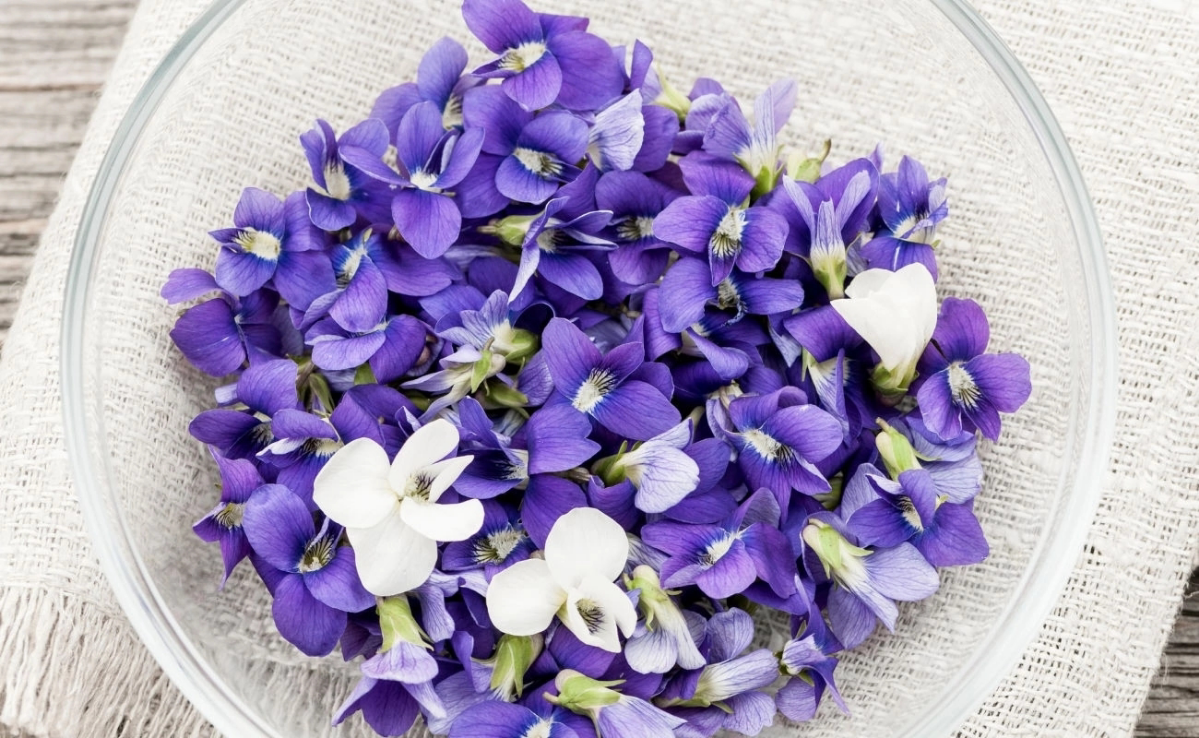 🌸 ПРИВЕТ, ДОРОГИЕ ДРУЗЬЯ! 🌼
Сегодня замечательный день, и я хочу поговорить с вами о съедобных цветах — фиалках! 💜 Эти маленькие красавицы не только радуют глаз, но и полезны для нашего здоровья | Сетка — социальная сеть от hh.ru