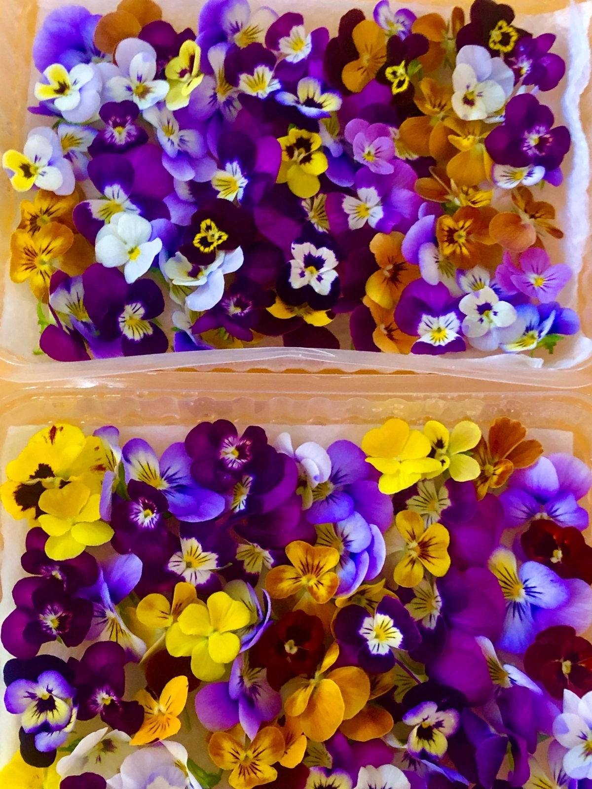 🌸 ПРИВЕТ, ДОРОГИЕ ДРУЗЬЯ! 🌼
Сегодня замечательный день, и я хочу поговорить с вами о съедобных цветах — фиалках! 💜 Эти маленькие красавицы не только радуют глаз, но и полезны для нашего здоровья | Сетка — социальная сеть от hh.ru