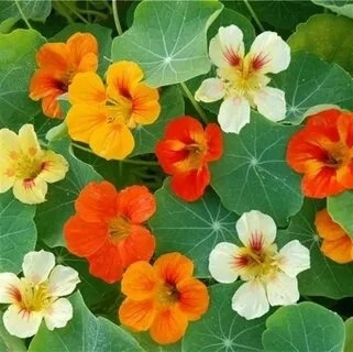👋ПРИВЕТ, СЧАСТЛИВЫЕ МОИ! 🌸
Сегодня хочу рассказать вам о мире съедобных цветов микрозелени | Сетка — социальная сеть от hh.ru