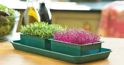 🌱 Друзья, давайте поговорим о МИКРОЗЕЛЕНИ, которая набирает популярность по всему миру! 💚
В разных странах есть свои фавориты. Например, в США и Канаде в тренде брокколи, а в Европе — редис | Сетка — социальная сеть от hh.ru