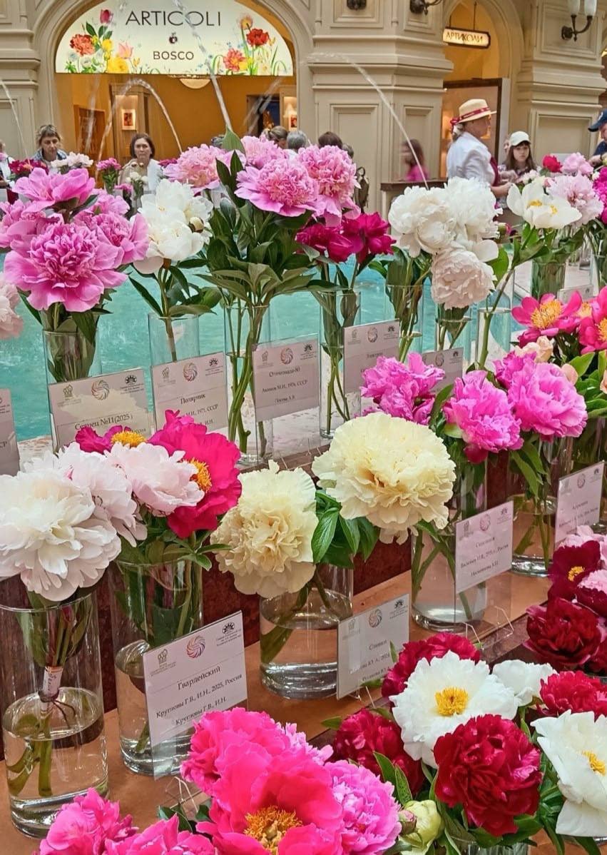 🌸 Пионы заполонили ГУМ
Напоминаем, что сейчас там проходит выставка «Пионы России» | Сетка — социальная сеть от hh.ru