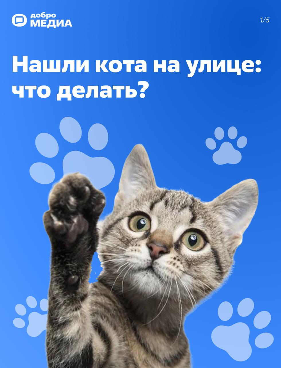 Нашли кота на улице: что делать?
Возвращаетесь домой, а у подъезда сидит кот. Или пёс. С виду домашний. Или не очень. Такая ситуация, кажется, может случиться с каждым | Сетка — социальная сеть от hh.ru