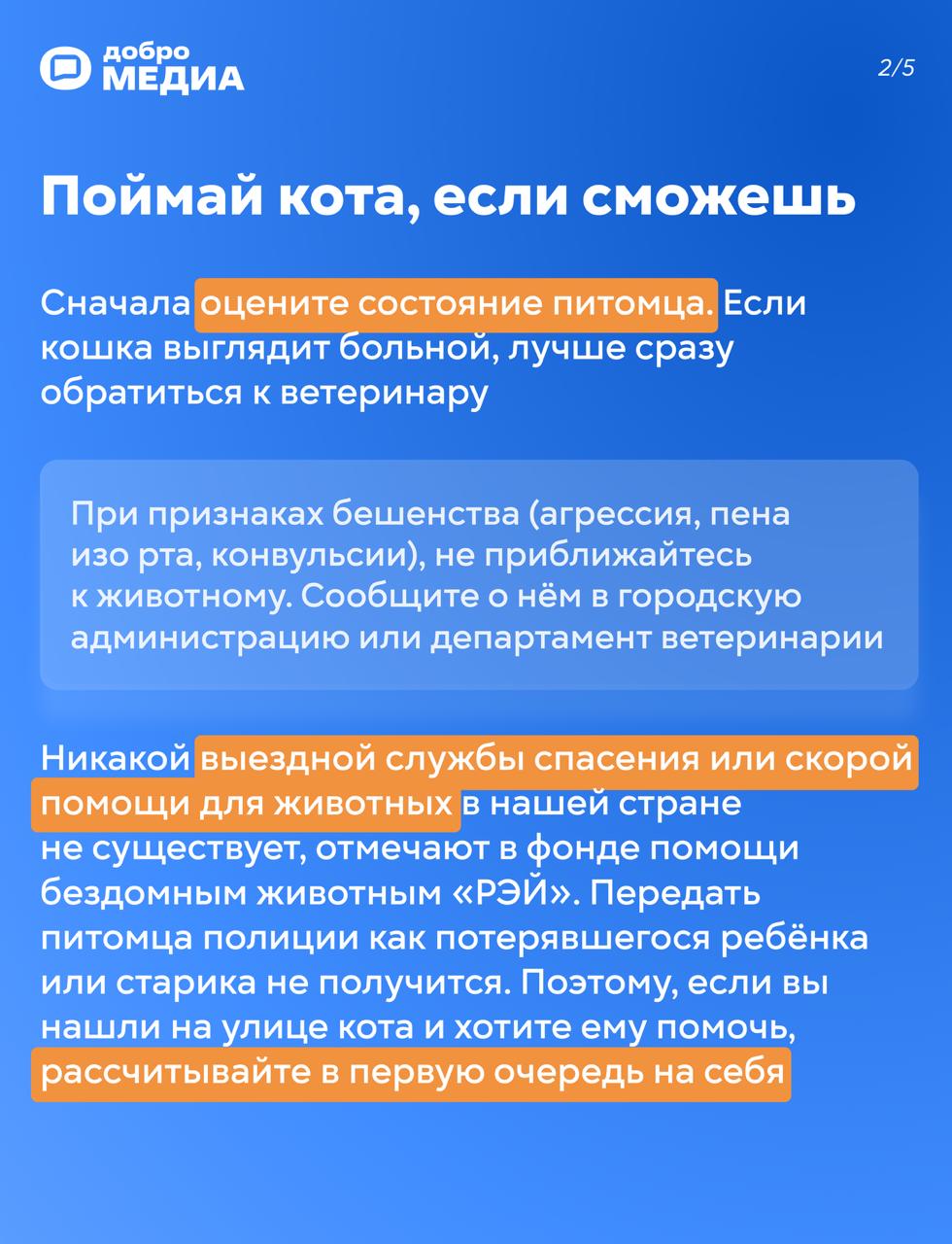 Нашли кота на улице: что делать?
Возвращаетесь домой, а у подъезда сидит кот. Или пёс. С виду домашний. Или не очень. Такая ситуация, кажется, может случиться с каждым | Сетка — социальная сеть от hh.ru