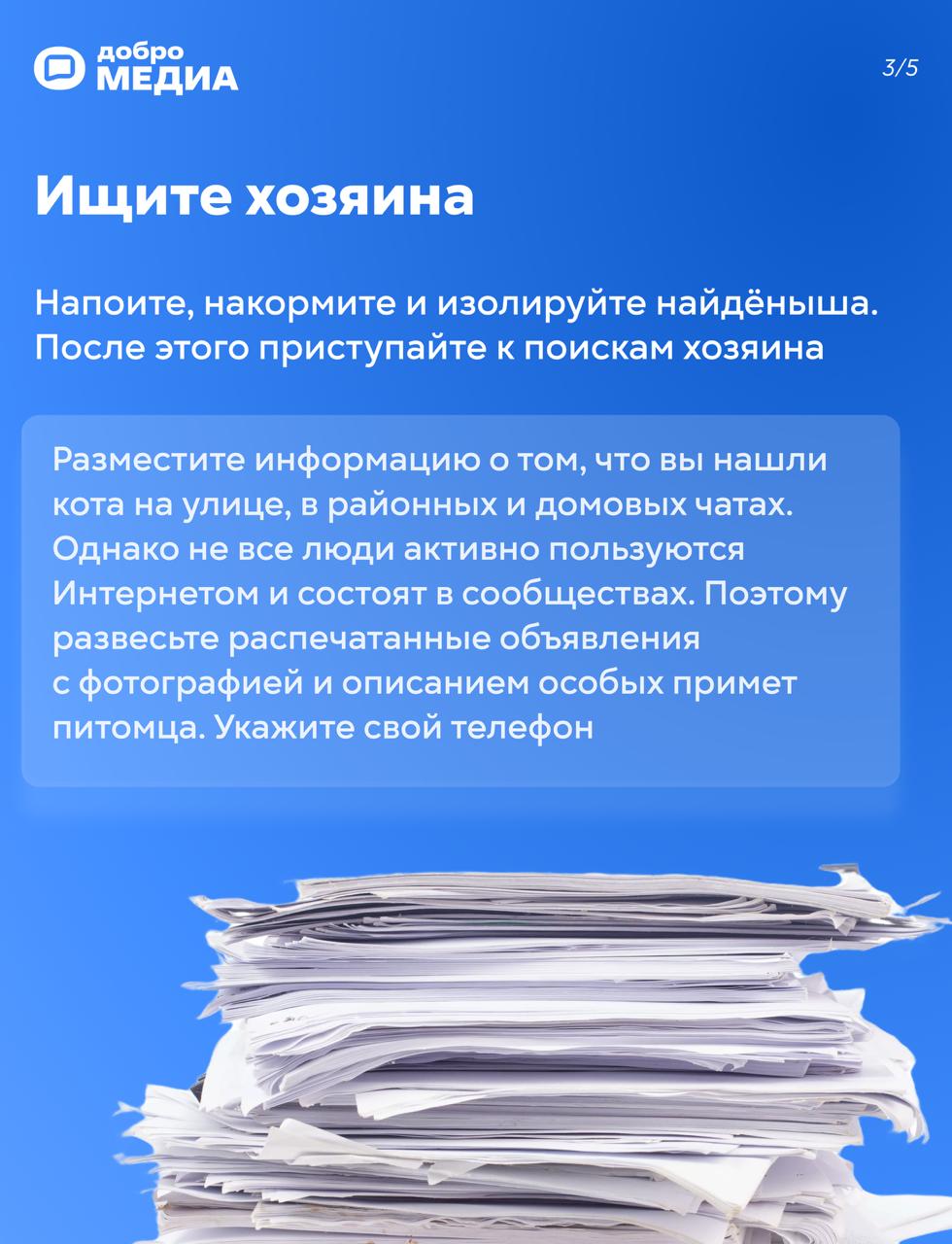 Нашли кота на улице: что делать?
Возвращаетесь домой, а у подъезда сидит кот. Или пёс. С виду домашний. Или не очень. Такая ситуация, кажется, может случиться с каждым | Сетка — социальная сеть от hh.ru